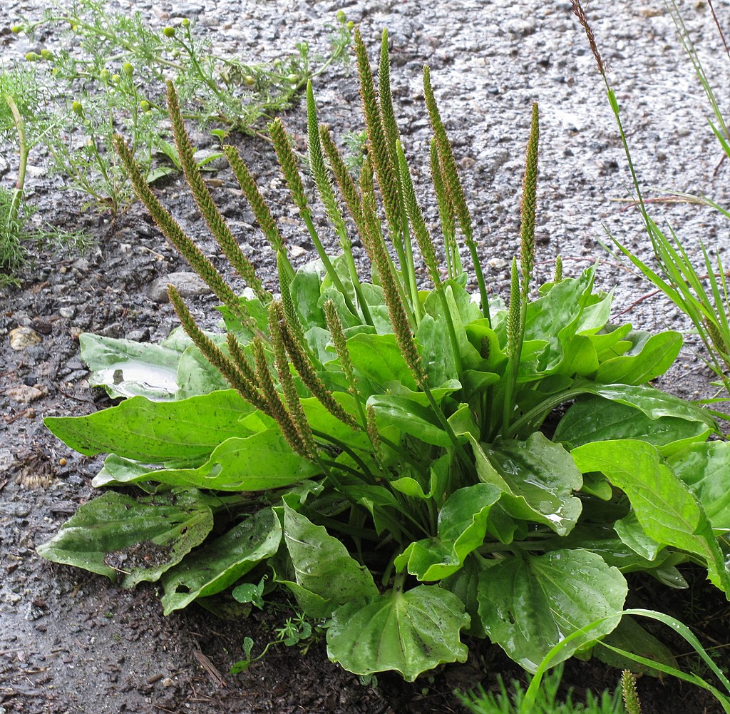 planta de llantén