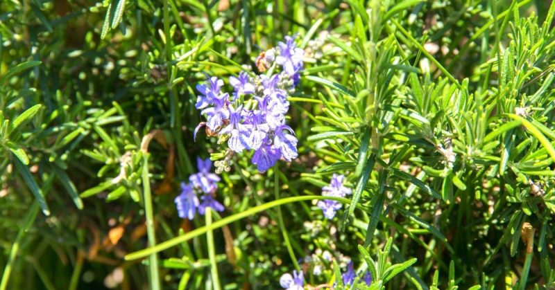 flores de romero