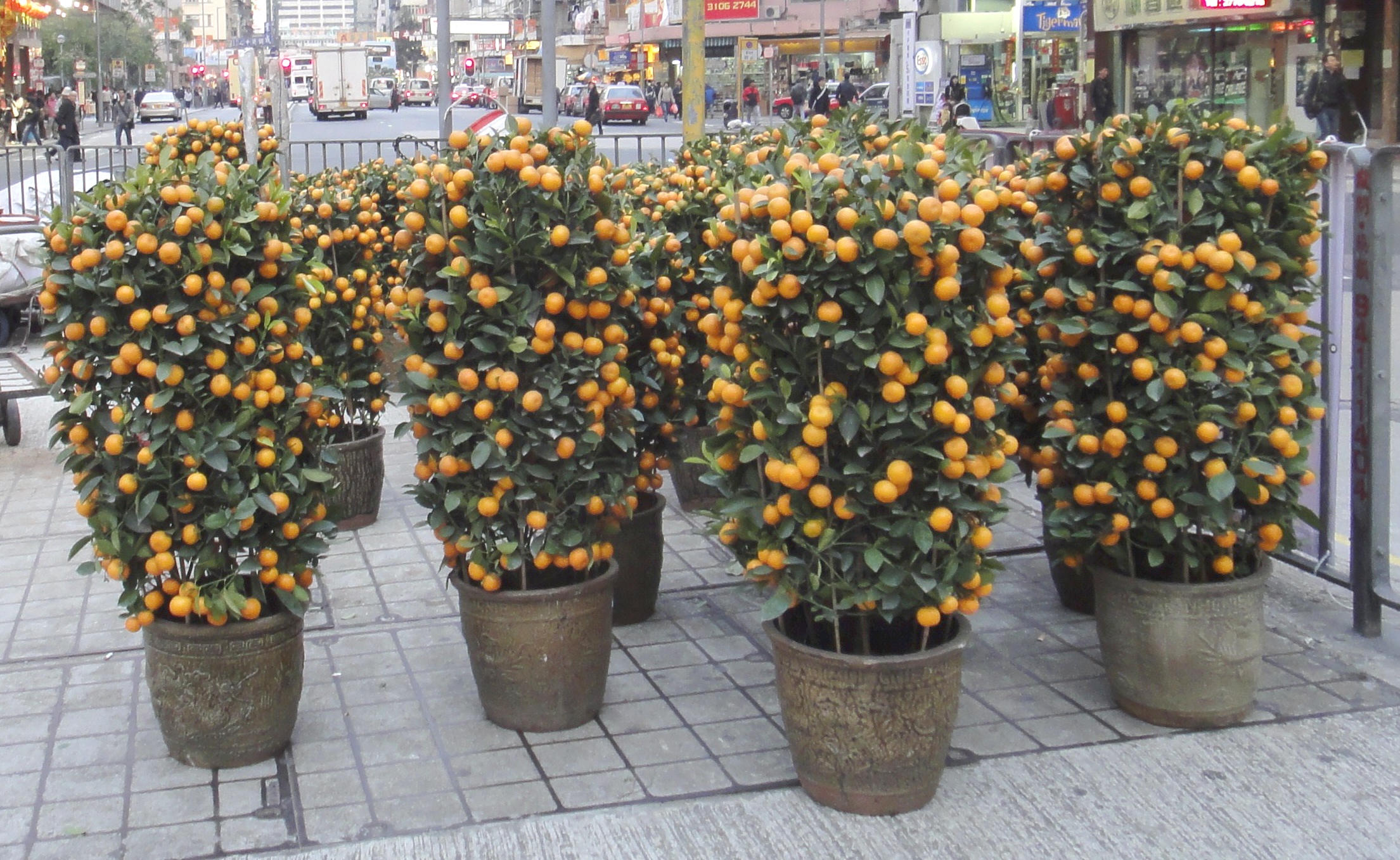arboles de mandarina