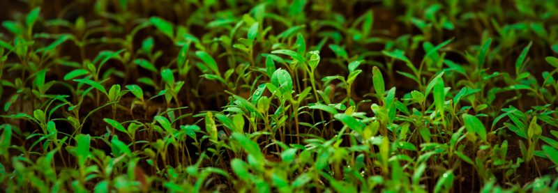 hacer germinados en casa