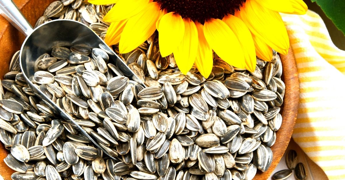 Como preparar semillas de girasol para copetín