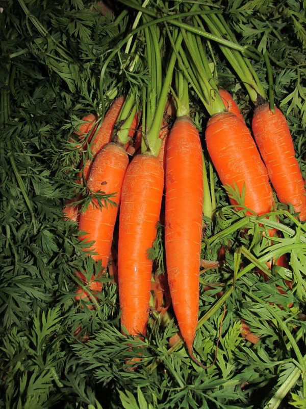 zanahorias