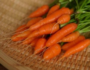 La zanahoria noble antioxidante