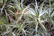 Aloe Vera una planta medicinal milenaria y sus propiedades