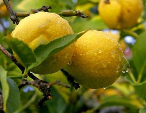 El limón, excelente depurador del organismo
