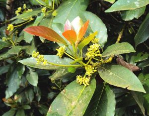 Todas las cualidades del laurel